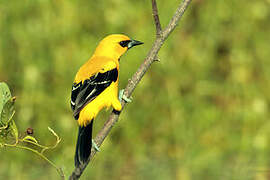 Yellow Oriole