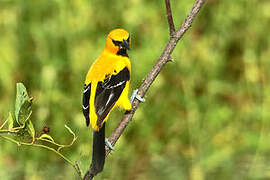 Oriole jaune