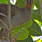 Ortalide motmot