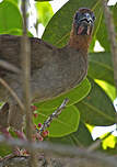 Ortalide motmot