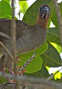 Little Chachalaca