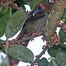 Ortalide motmot