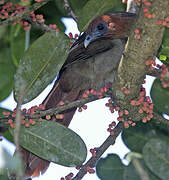 Little Chachalaca