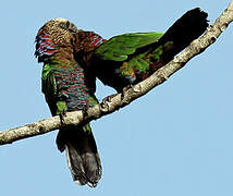 Red-fan Parrot