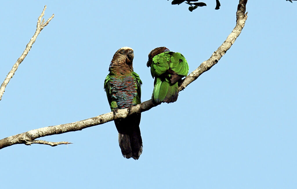 Red-fan Parrot 