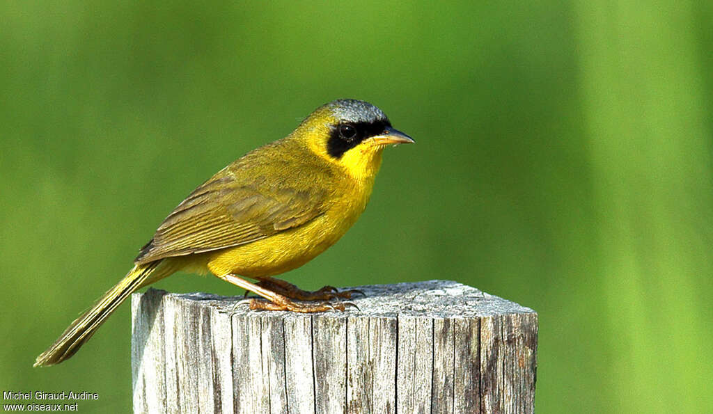 Masked Yellowthroat male adult breeding, identification