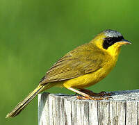 Masked Yellowthroat