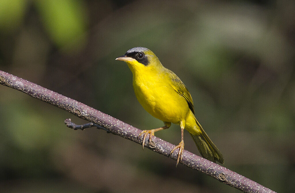 Masked Yellowthroat male adult