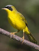 Masked Yellowthroat