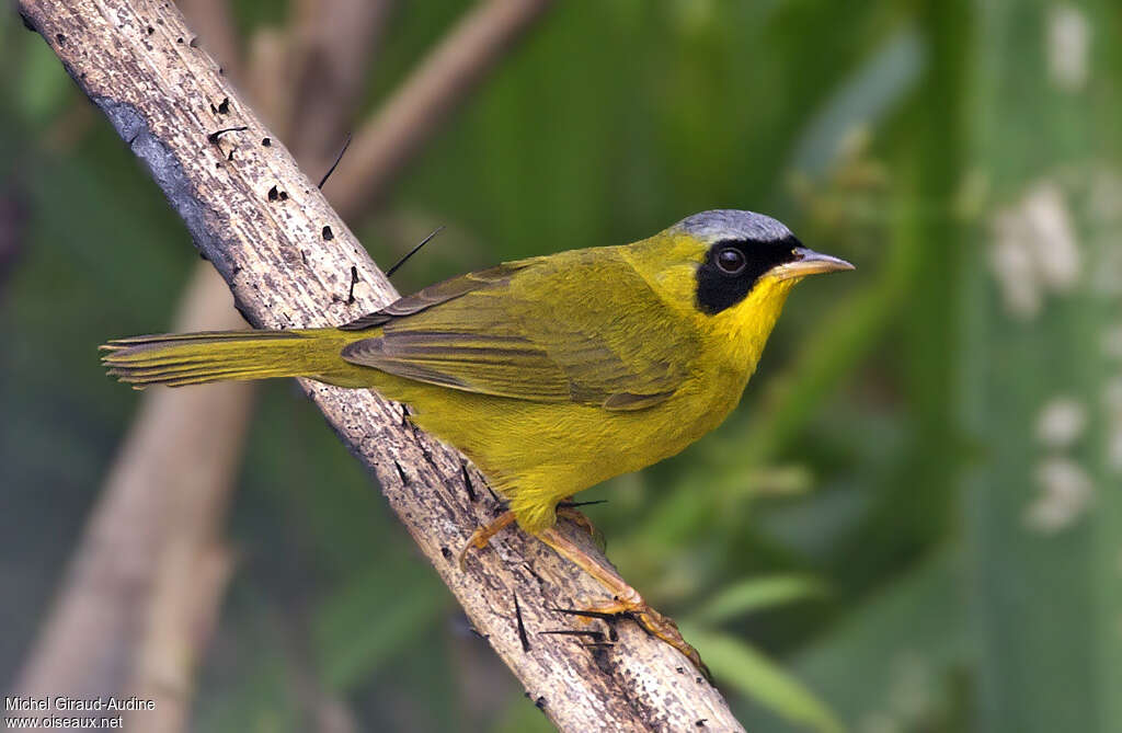 Masked Yellowthroat male adult, identification