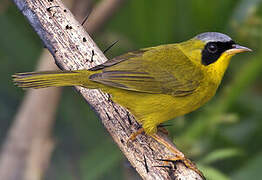 Masked Yellowthroat