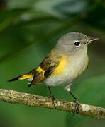 American Redstart