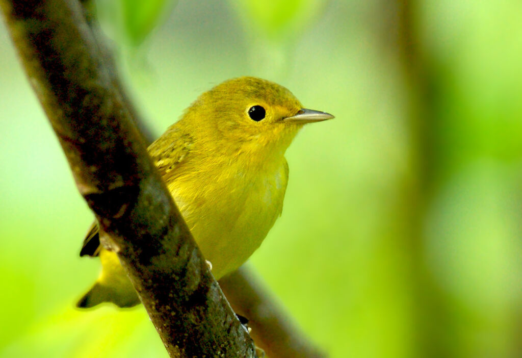 Paruline jaune femelle adulte, identification