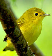 Paruline jaune