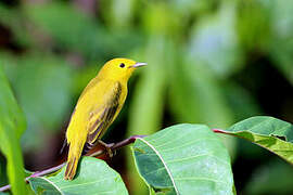 Paruline jaune