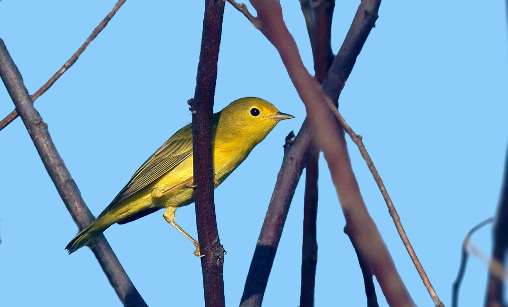 Paruline jaune mâle adulte