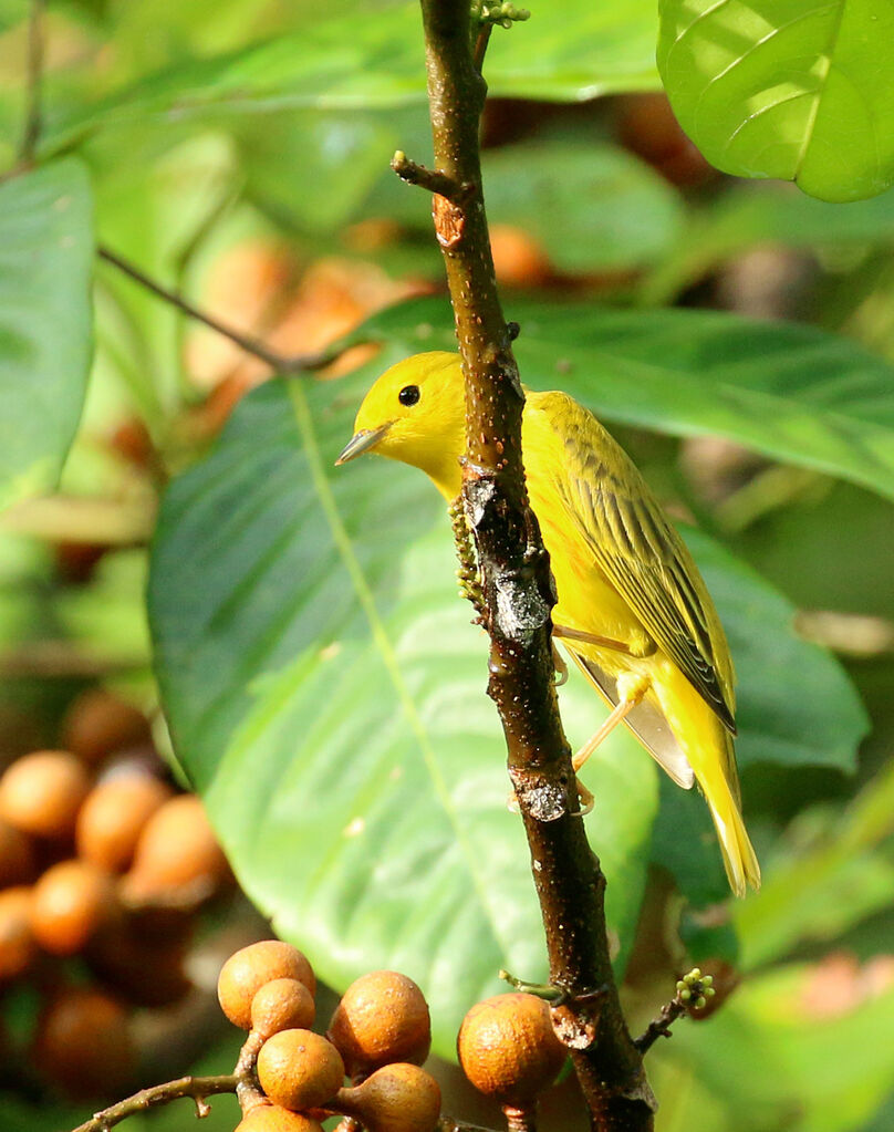 Paruline jaune mâle adulte