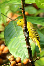 Paruline jaune