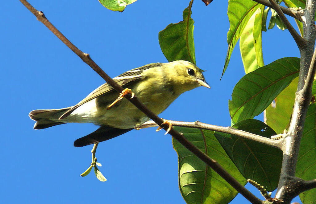 Blackpoll Warbler