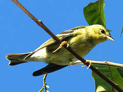 Blackpoll Warbler