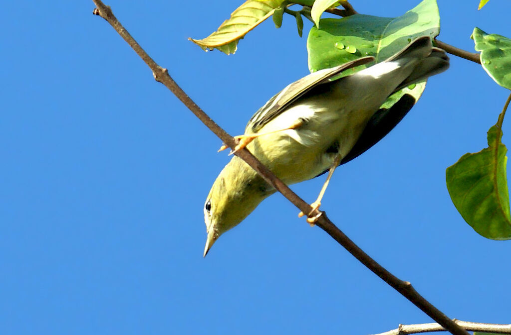 Paruline rayée