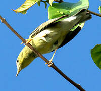 Blackpoll Warbler