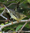 Paruline rayée