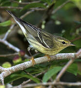 Blackpoll Warbler