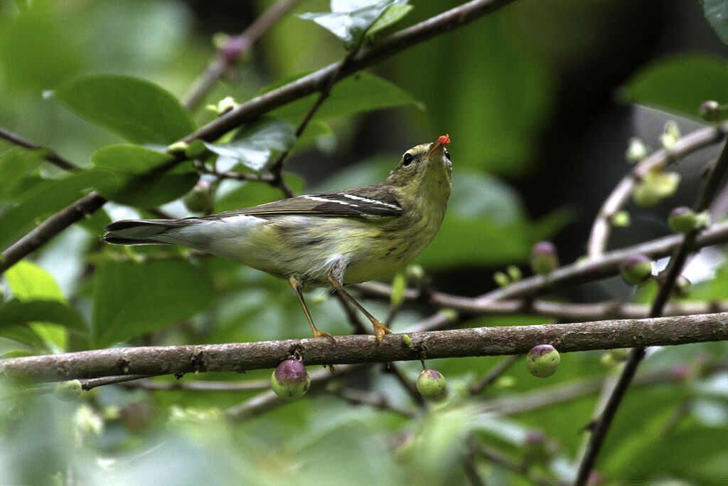 Blackpoll Warbler