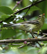 Paruline rayée