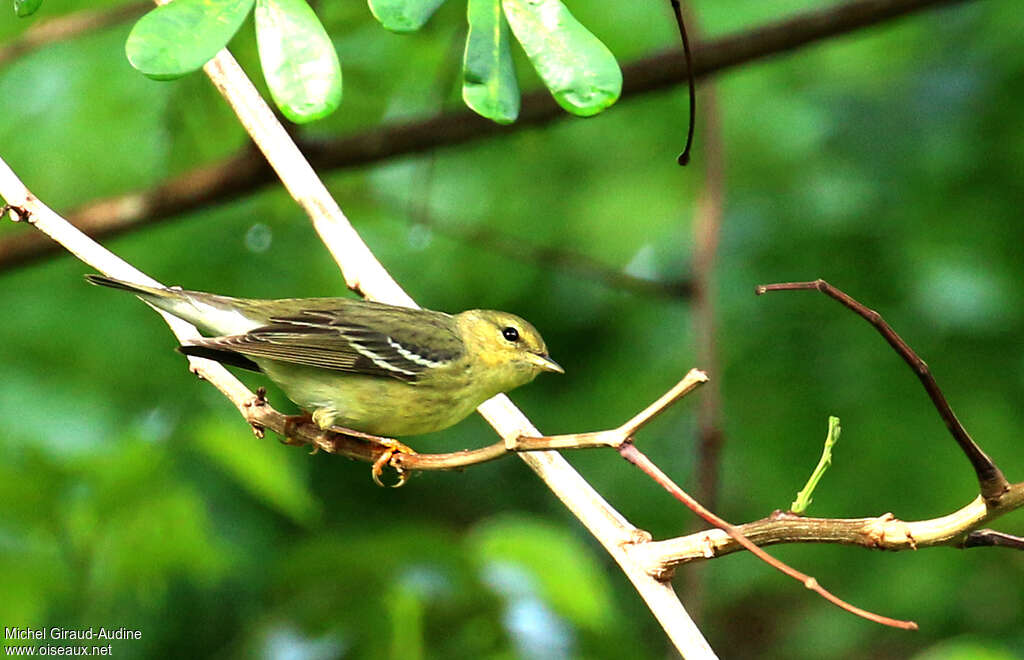 Blackpoll WarblerFirst year, identification