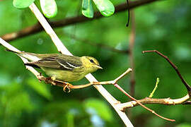 Blackpoll Warbler