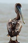 Brown Pelican