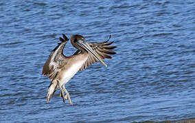 Brown Pelican