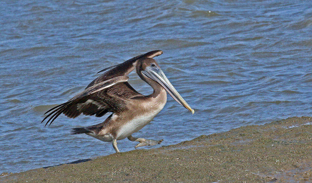 Pélican brunimmature, marche