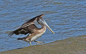 Brown Pelican