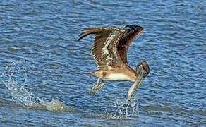 Brown Pelican