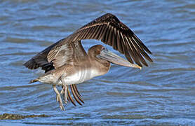 Brown Pelican