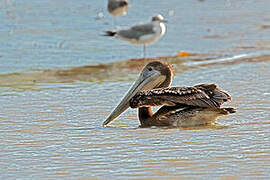 Brown Pelican