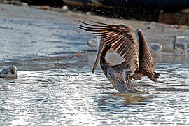 Brown Pelican