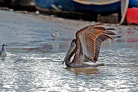 Brown Pelican