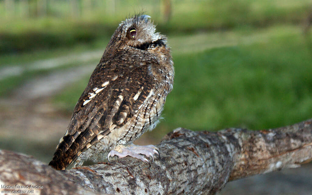 Petit-duc cholibaadulte