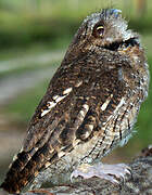 Tropical Screech Owl