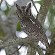Petit-duc choliba