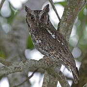 Tropical Screech Owl