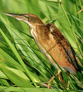 Least Bittern