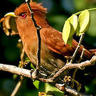 Petit Piaye