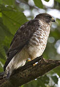 Broad-winged Hawk