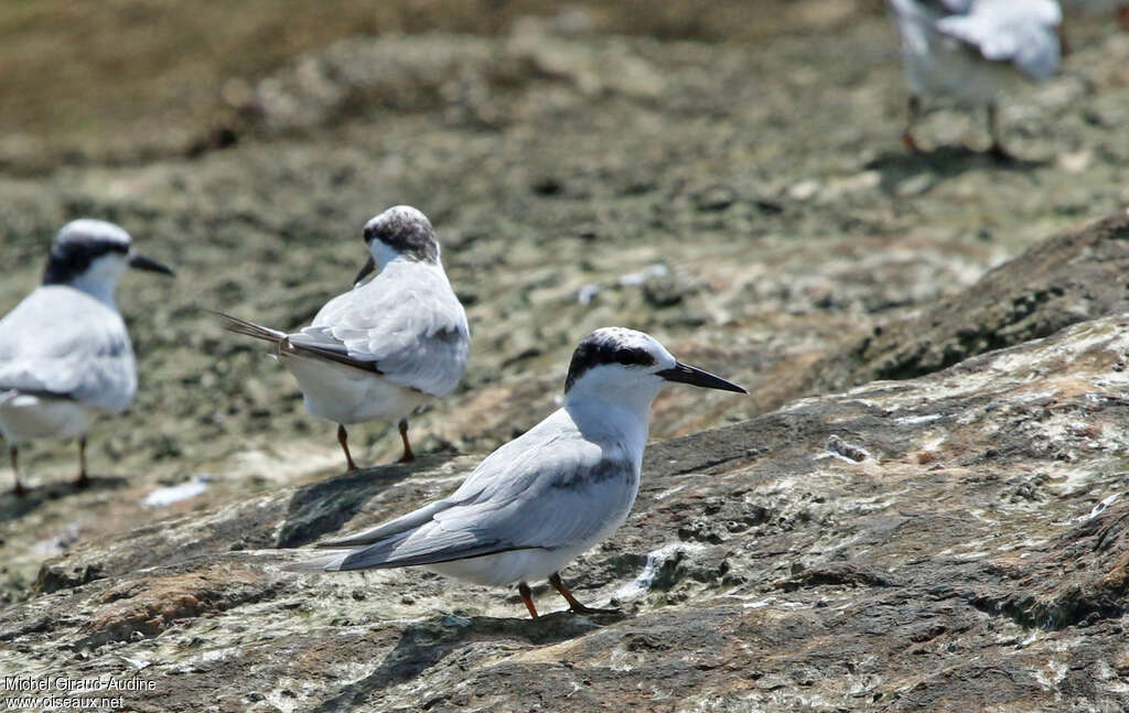 Least Ternadult post breeding, identification