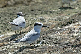 Least Tern